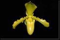 Paphiopedilum hibrido amarillo * Rodrigo Remolina
 * Rodrigo Remolina
